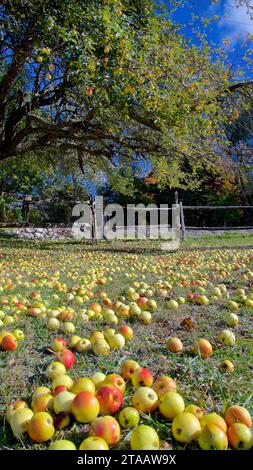 Reife Äpfel fallen von einem Apfelbaum auf das Gras in einem Obstgarten Stockfoto