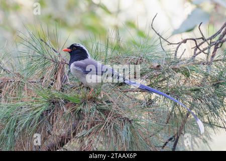 Rotschnabelvogel Blaue Elster in Peking China Stockfoto