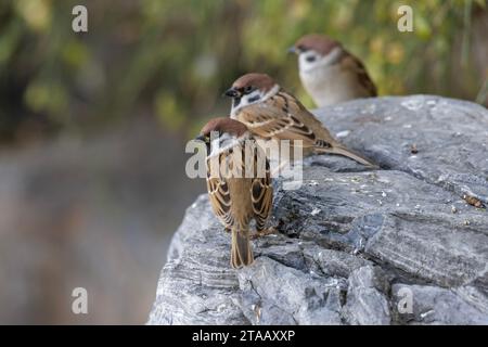 Eurasian Tree Sparrow Vogel in Peking China Stockfoto