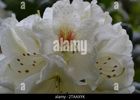 Nahaufnahme des weißen Rhododendrons, der Blume des Staates Washington Stockfoto