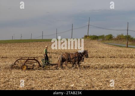 Amish-Mann erntet mit Pferdeausrüstung, Lancaster County, Pennsylvania Stockfoto