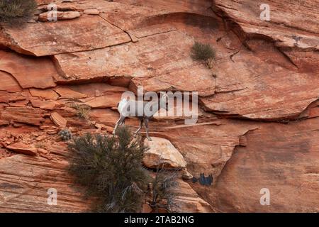 Bighorn Sheep on Ledge, Zion National Park, Utah Stockfoto