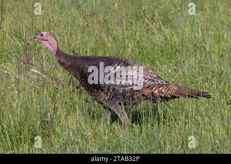 Östliche wilde truthahn (Meleagris gallopavo silvestris), Spaziergänge im Gras, Cades Cove, Great Smoky Mountain National Park, Tennessee Stockfoto