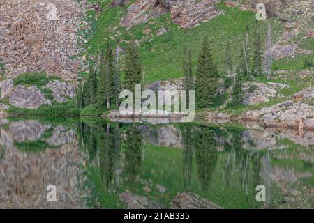 Reflexion von Bäumen im Cecret Lake, Albion Basin, Alta, Little Cottonwood Canyon, Utah Stockfoto