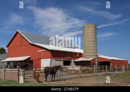 Pferde und Scheune auf der Amish Farm, LaGrange County, Indiana Stockfoto