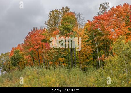 Herbstlaub an einem bewölkten Tag, Forest County, Wisconsin Stockfoto