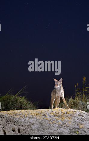 Kojote (Canis latrans) auf der Sanddüne bei Nacht unter Sternenhimmel, Galveston, Texas. Man nimmt an, dass diese Population Gene des Roten Wolfs (Canis rufus) besitzt. Stockfoto