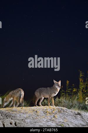 Kojoten (Canis latrans) auf der Sanddüne bei Nacht unter Sternenhimmel, Galveston, Texas. Man nimmt an, dass diese Population Gene des Roten Wolfs (Canis rufus) besitzt. Stockfoto