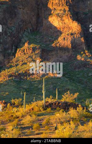 Wüste mit Saguaro, Picacho Peak State Park, Arizona Stockfoto