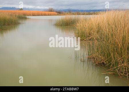 Toprock Marsh, Havasu National Wildlife Refuge, Arizona Stockfoto