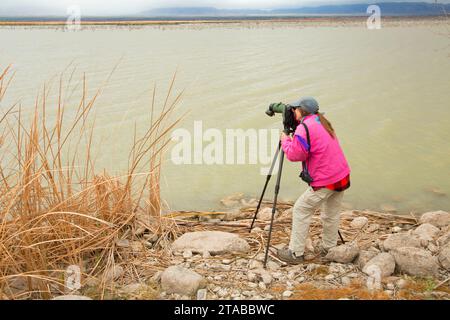 Vogelbeobachtung am Toprock Marsh, Havasu National Wildlife Refuge, Arizona Stockfoto