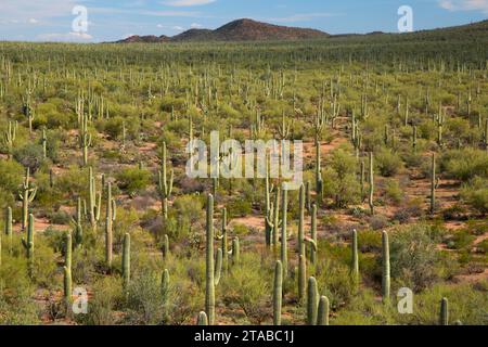 Wüste mit Saguaro, Ironwood Forest National Monument, Arizona Stockfoto