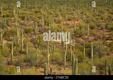 Wüste mit Saguaro, Ironwood Forest National Monument, Arizona Stockfoto