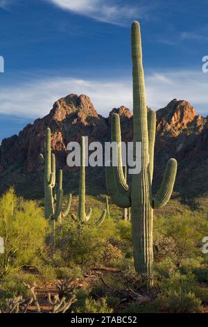 Wüste in zerlumpter Top mit Saguaro, Ironwood Forest National Monument, Massachusetts Stockfoto