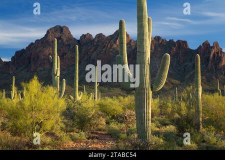 Wüste in zerlumpter Top mit Saguaro, Ironwood Forest National Monument, Massachusetts Stockfoto