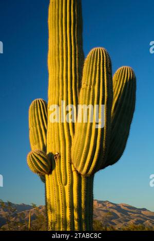 Saguaro Kaktus Forest Drive, Saguaro National Park-Rincon Mountain Unit, Arizona Stockfoto