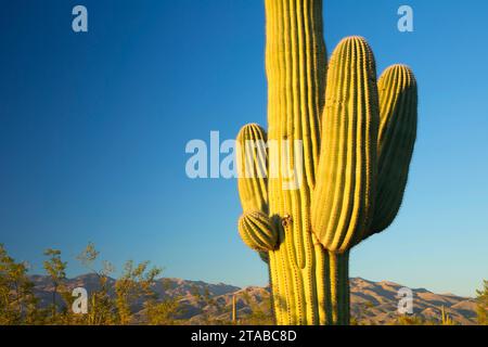 Saguaro Kaktus Forest Drive, Saguaro National Park-Rincon Mountain Unit, Arizona Stockfoto