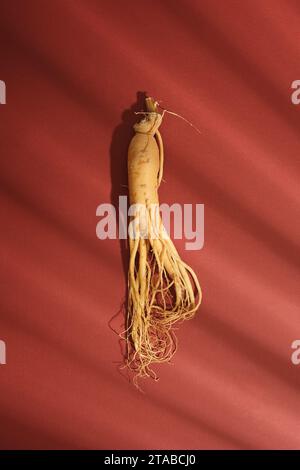 Draufsicht einer frischen Ginseng-Wurzel auf rotem Hintergrund mit Fensterschatten. Werbeszenen für traditionelle chinesische Arzneimittel. Ginseng ist Stockfoto