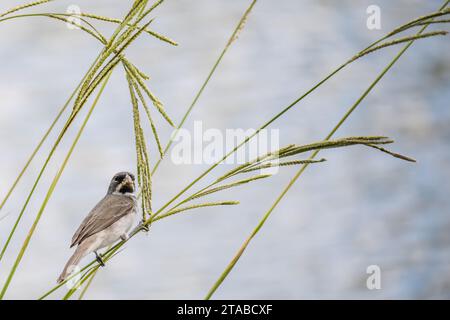 Vogel Sporophila caerulescens, auch „corbatita comun“ genannt, ein häufiger Vogel an den Ufern argentinischer Flüsse und Bäche. Stockfoto