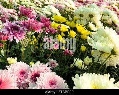 Verschiedene Farben der Chrysanthemen Blumen im Garten Stockfoto