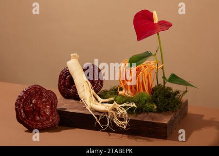 Seltene Kräuter, Ginsengwurzel, ganoderma-Pilz und Cordyceps auf hölzernem Podium mit grünem Moos und roter Blume. Minimale Szene mit braunem Backgr Stockfoto