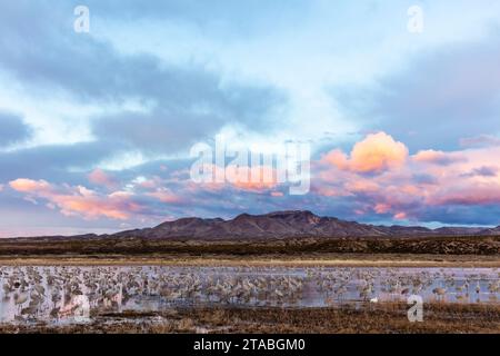 Sandhill Krane am Teich bei Sonnenaufgang, Bosque del Apache, New Mexico Stockfoto
