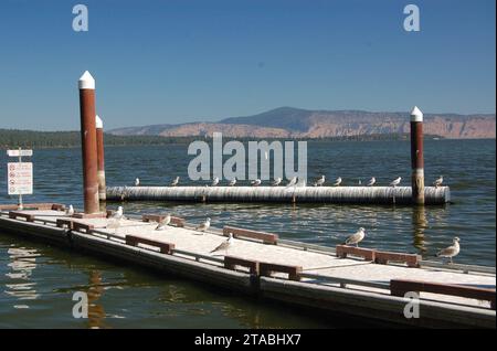 Volcanic Legacy Scenic Byway - Möwen am Dock in Howard Bay Stockfoto