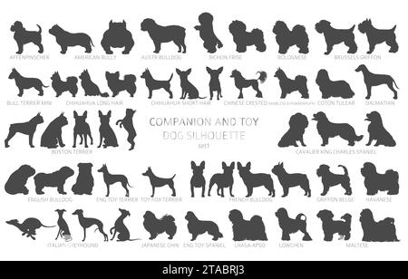 Hunde züchten Silhouetten, einfaches Clipart. Kollektion für Begleithunde und Spielzeughunde. Vektorabbildung Stock Vektor