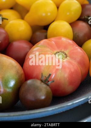 Eine Schüssel mit vielen frisch geernteten Erbstücktomaten, darunter rote „Hypothekenheber“, „gelbe Birne“ und „Schwarzkirsche“, die selbst angebaut werden Stockfoto