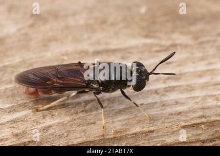 Natürliche detaillierte Nahaufnahme einer kosmopolitischen diptera-Spezies, der schwarzen Soldatenfliege, Hermetia illucens, die auf Holz sitzen Stockfoto