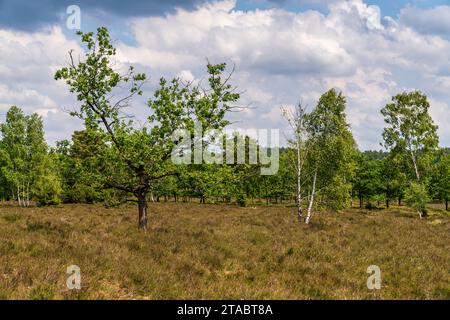Landschaft in der Lüneburger Heide bei Niederhaverbeck, Niedersachsen, Deutschland Stockfoto