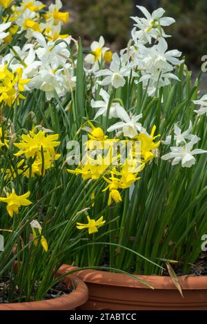 Gelb, Weiß, Blumen, Narzissen, Narzissen, Triandrus-Gruppe, Feder, Narzissen, Container Stockfoto