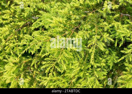 wacholder, Sträucher, Juniperus communis, Nadeln, Golden und Yellow, Nadelholz, Gold, Juniperus communis 'Depressa Aurea' niedrig, dicht, Laub von Pflanzen Stockfoto