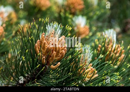 Pinus heldreichii, Pollen, Kegel, Kiefer, Ast Stockfoto