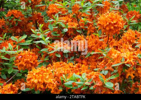 Orange, Blüten, Sträucher, Frühling, Rhododendron „Hotspur Red“ Stockfoto