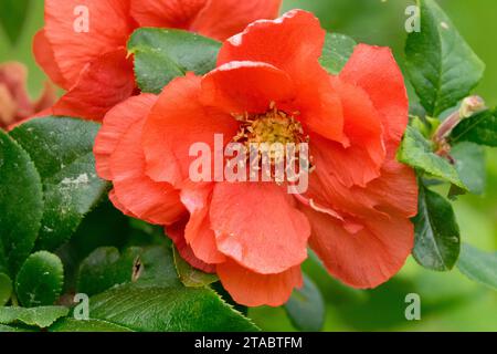 Blühende Quitte, Chaenomeles speciosa 'Mango Storm', Orange Flower Japanische Quitte Blüte Chaenomeles Spring Blossom Close Up Quittenpflanze Blume Stockfoto