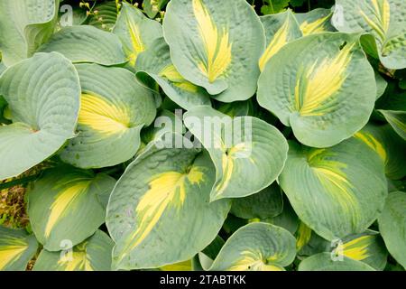 Garten, Funkia, große Blätter, Hosta „große Erwartungen“, Zierwerk, Frühling, Bantain Lily, Hardy, Laub Stockfoto