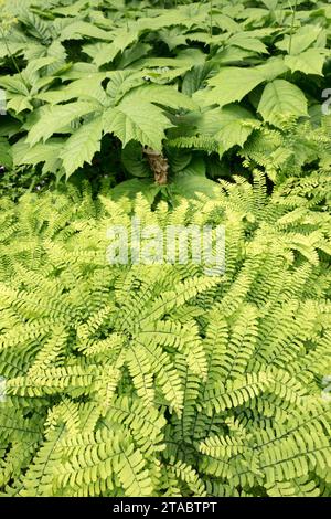 Adiantum pedatum, amerikanische Maidenhair Stockfoto