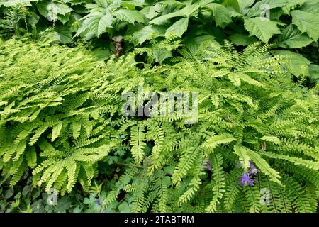 Waldpflanzen, Adiantum pedatum, American Maidenhair, Fünffingerfarn, Garten, Farn, Juni, Spätherbst, Grün, Schatten, Natur, Pflanze, Blätter Stockfoto