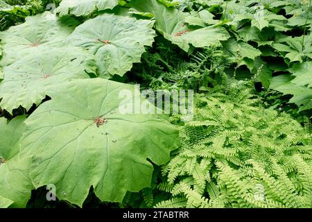 Adiantum pedatum Astilboides tabularis Waldpflanzen Spätfrühling Stockfoto