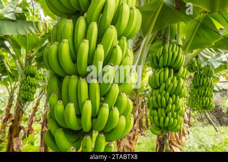Grüne tropische Bananenfrüchte aus der Nähe der Bananenplantage Stockfoto
