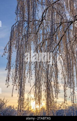 Hängende Birkenzweige mit Raureif an einem kalten Winterabend Stockfoto