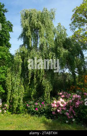 Betula microlepis, Betula verucosa, Betula atrata, Betula alba im Garten, Silberbirke, Betula pendula „pendula“ Stockfoto