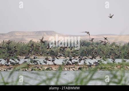 Verschiedene Zugvögel am Nil in Assuan, Ägypten Stockfoto
