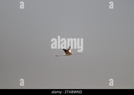 Großer Flamingovogel im Flug Stockfoto