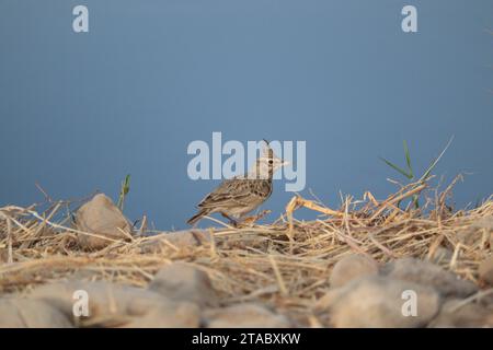 Blauer Hintergrund der Lerchenvogel (Galerida cristata) Stockfoto