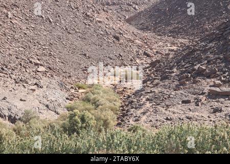 Grünes Schilf in der Wüste bei Assuan, Ägypten Stockfoto