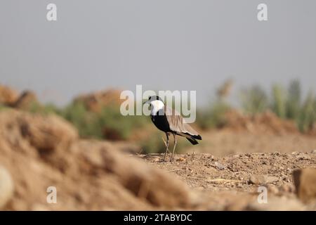 Sporengeflügelter Kiefervogel (Vanellus spinosus) Stockfoto