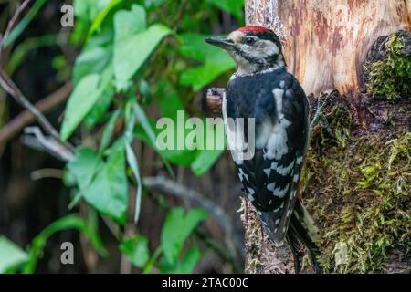 Großer Spechte, Dendrocopos Major, männlich von diesem großen Vogel, der auf Baumstumpf sitzt, rote Federn, wilde Naturszene Stockfoto