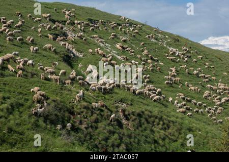 Große Schafherde, die im Hochsommer hoch auf dem Monte Baldo weidet. Italien. Stockfoto